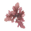 Sea Oak (Lantivet Bay) - Pressed Seaweed Print A3 additional 1