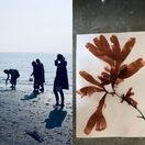 Seaweed Pressing Workshop - Friday 6th September (pm) additional 1