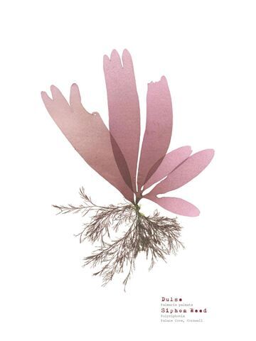 Dulse & Siphon Weed - Pressed Seaweed Print A3  (framed / un-framed)