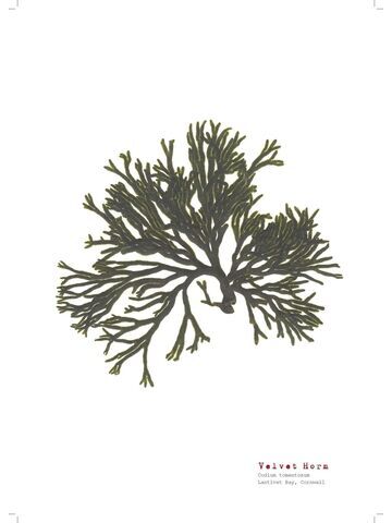 Velvet Horn - Pressed Seaweed Print A3  (framed / un-framed)