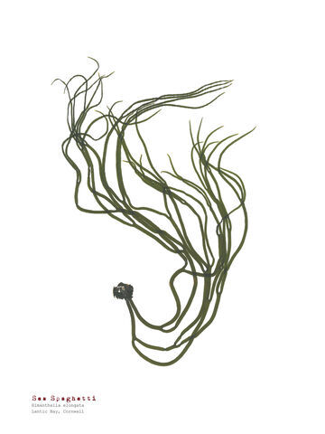 Sea Spaghetti - Pressed Seaweed Print A4  (framed / un-framed)