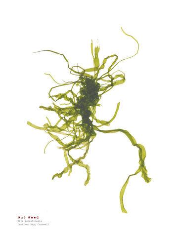 Gut Weed (Lantivet Bay) - Pressed Seaweed Print A4  (framed / un-framed)