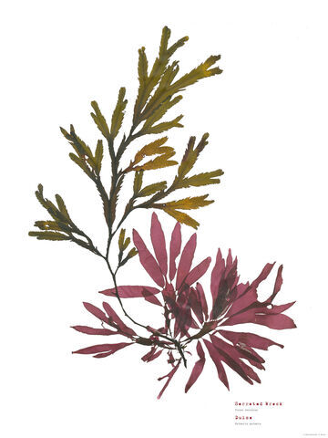 Serrated Wrack & Dulse - Pressed Seaweed Print A1