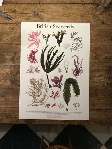 British Seaweeds Poster 50 x 70 cm