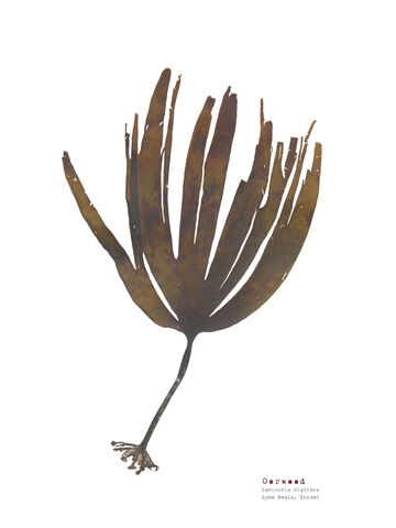 Oarweed - Pressed Seaweed Print A3 (framed / un-framed)