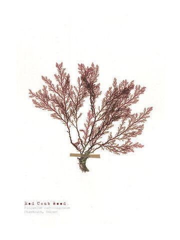 Single Postcard Red Comb Weed