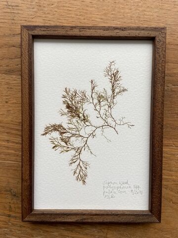 Original Small Framed Seaweed Pressing - Siphon Weed