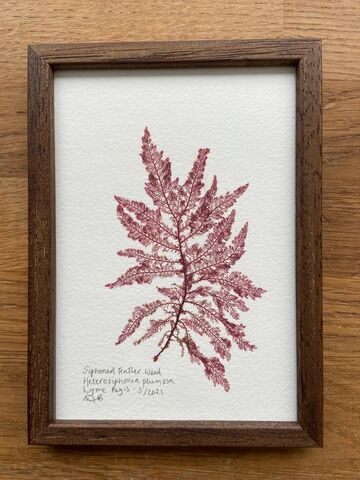 Original Small Framed Seaweed Pressing - Siphoned Feather Weed