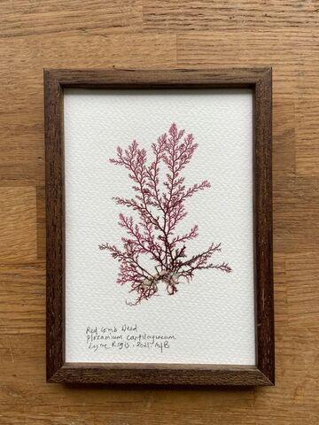 Original Small Framed Seaweed Pressing - Red Comb Weed