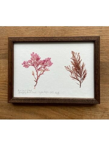 Original Small Framed Seaweed Pressing - Red Comb Weed & Straggly Bush Weed