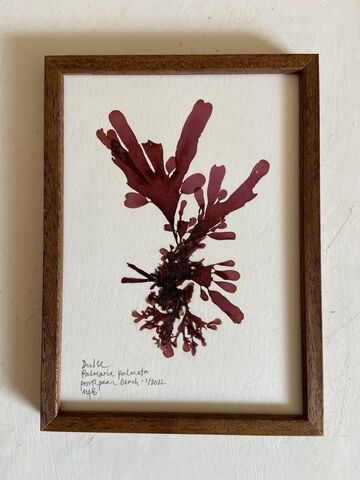 Original Mini Framed Seaweed Pressing - Dulse