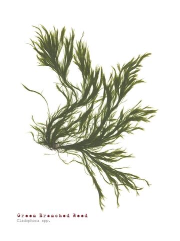 Single Postcard - Green Branched Weed