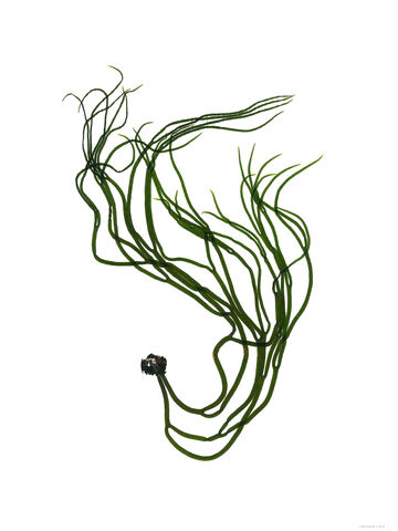 Sea Spaghetti - Pressed Seaweed Print - A1
