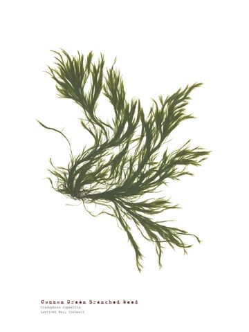 Common Green Branched Weed - Pressed Seaweed Print A4