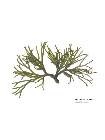 Velvet Horn Weed - Pressed Seaweed Print A4 - (Landscape)