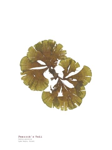 Peacock's Tail - Pressed Seaweed Print A4