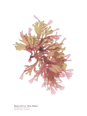 Beautiful Fan Weed - Pressed Seaweed Print A3