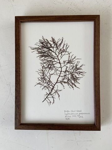 Original Mini Framed Seaweed Pressing - Purple Claw Weed