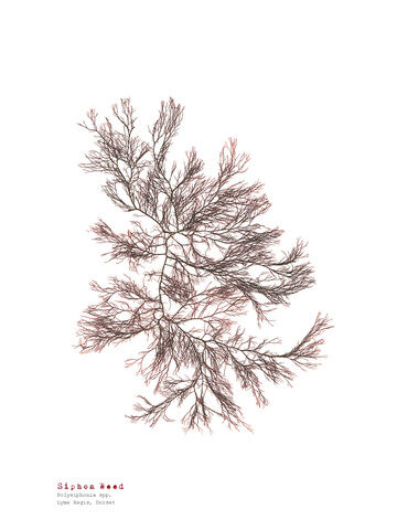 Siphon Weed - Pressed Seaweed Print A4