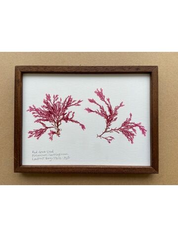 Original Mini Framed Seaweed Pressing - Red Comb Weed