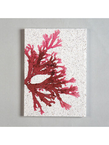 Seaweed Print Notebook A5 - Beautiful Fan Weed