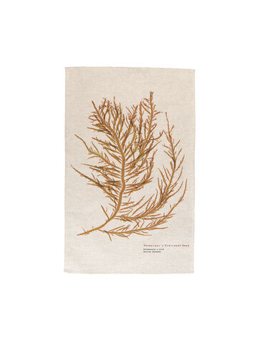 Seaweed Print Natural (un-bleached)  Linen Union Tea Towel - Desmarest's Flattened Weed