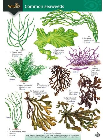 Common Seaweeds Identity Chart