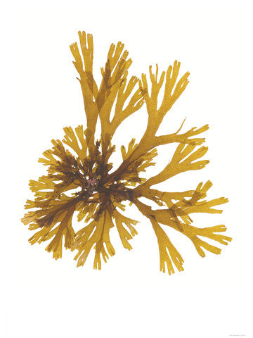 Brown Fan Weed - Pressed Seaweed Print - A1