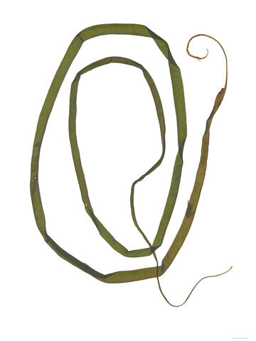 Eel Grass - Pressed Seaweed Print - A1