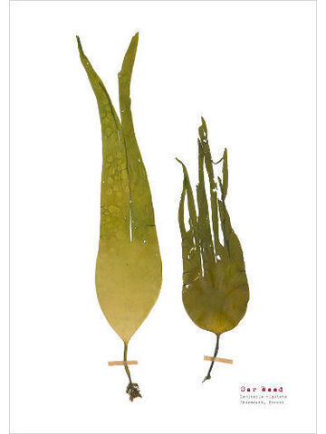 Oar Weed (pair) - Pressed Seaweed Print - A3
