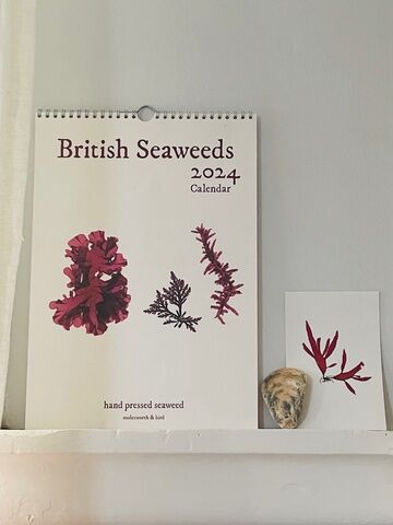 Seaweed Calendar 2024 - SPECIAL OFFER!