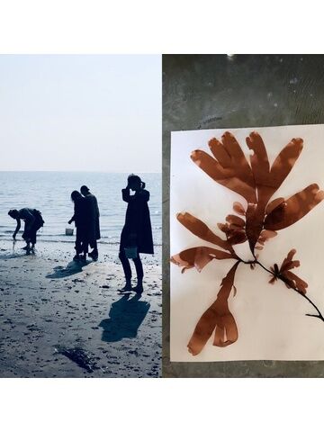 Seaweed Pressing Workshop - Wednesday 8th May 2024 (pm)