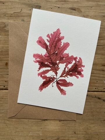 Sea Oak Greeting Card (Isles of Scilly)