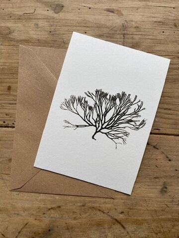 Velvet Horn Weed Greeting Card (Isles of Scilly)