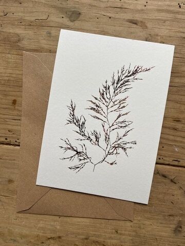 Bushy Wrack Greeting Card (Isles of Scilly)