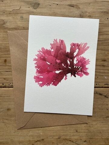 Beautiful Fan Weed Greeting Card (Isles of Scilly)