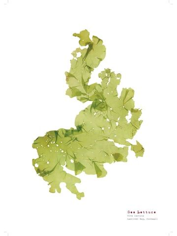 Sea Lettuce - Pressed Seaweed Print A3