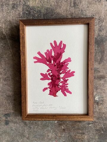 Original Framed Mini Seaweed Pressing - Rose Weed