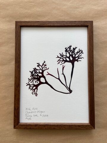 Original framed Mini Seaweed Pressing - Irish Moss