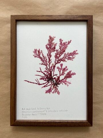 Original Framed Mini Seaweed Pressing - Red Comb Weed & Bunny Ears
