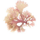 Beautiful Fan Weed (Polridmouth) - Pressed Seaweed Print A3  (framed / un-framed) additional 1