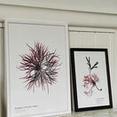 Beautiful Fan Weed (Polridmouth) - Pressed Seaweed Print A3  (framed / un-framed) additional 2
