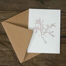 Banded Pincer Weed Greetings Card additional 1