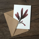 Pack of 8 British Seaweeds Greetings Cards - Set 2 additional 3