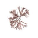 Flat Winged Weed - Pressed Seaweed Print A4  (framed / un-framed) additional 1