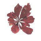 Red Rags - Pressed Seaweed Print A3 additional 1