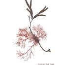 Jointed Pod Weed & Serrated Wrack - Pressed Seaweed Print A3 additional 1