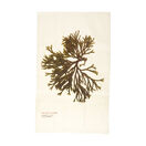 Seaweed Print Linen Union Tea Towel - Velvet Horn Weed additional 1