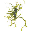 Gut Weed (Lantivet Bay) - Pressed Seaweed Print A3 additional 1