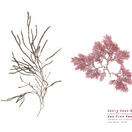 Hairy Sand Weed & Red Comb Weed - Pressed Seaweed Landscape A4 Print additional 1